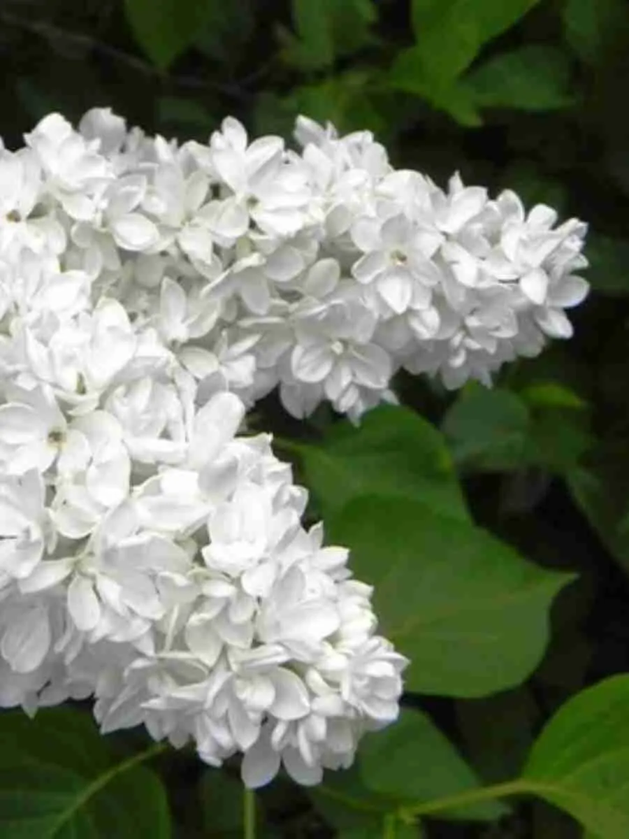 Сирень обыкновенная Севастополь