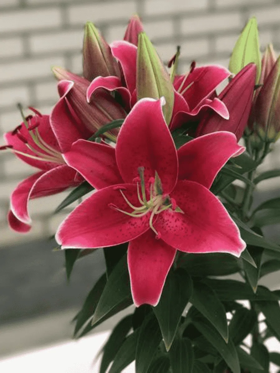 Лилия Sunny Keys