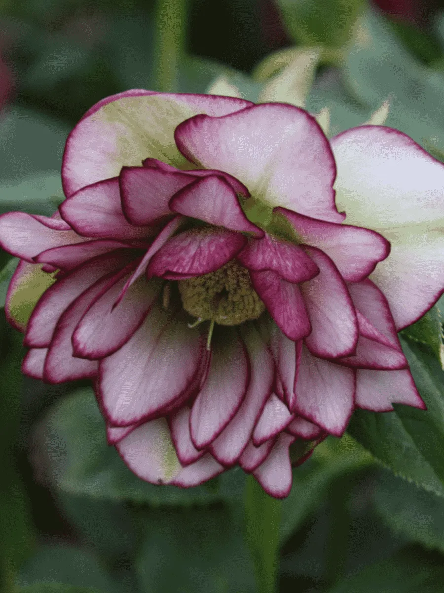 Морозник восточный Double Ellen Picotee