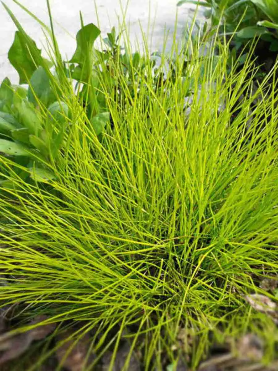 Щучка извилистая Tatra Gold