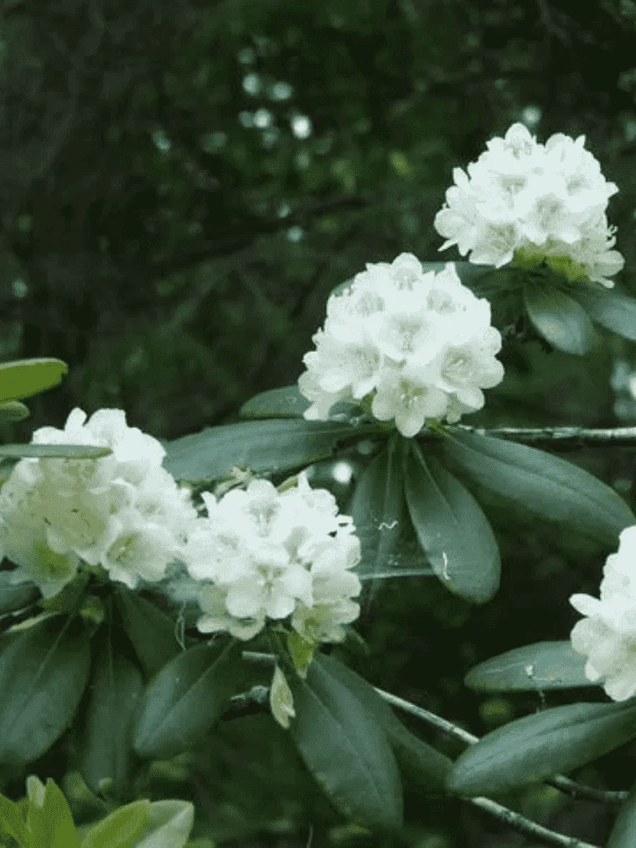 Рододендрон Фори