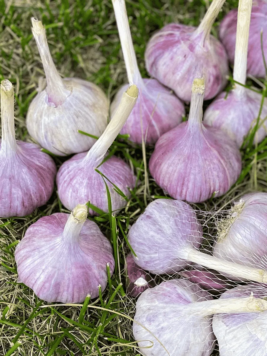 Чеснок Озимый Грибовский Юбилейный Чеснок Озимый Грибовский Юбилейный