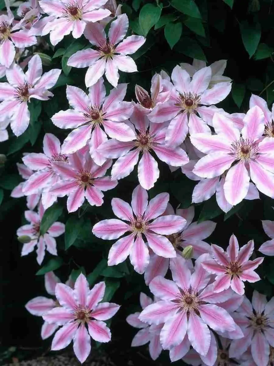 Клематис гибридный Nelly Moser