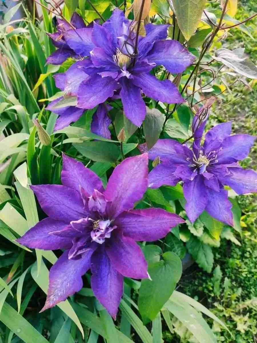 Клематис гибридный Daniel Deronda