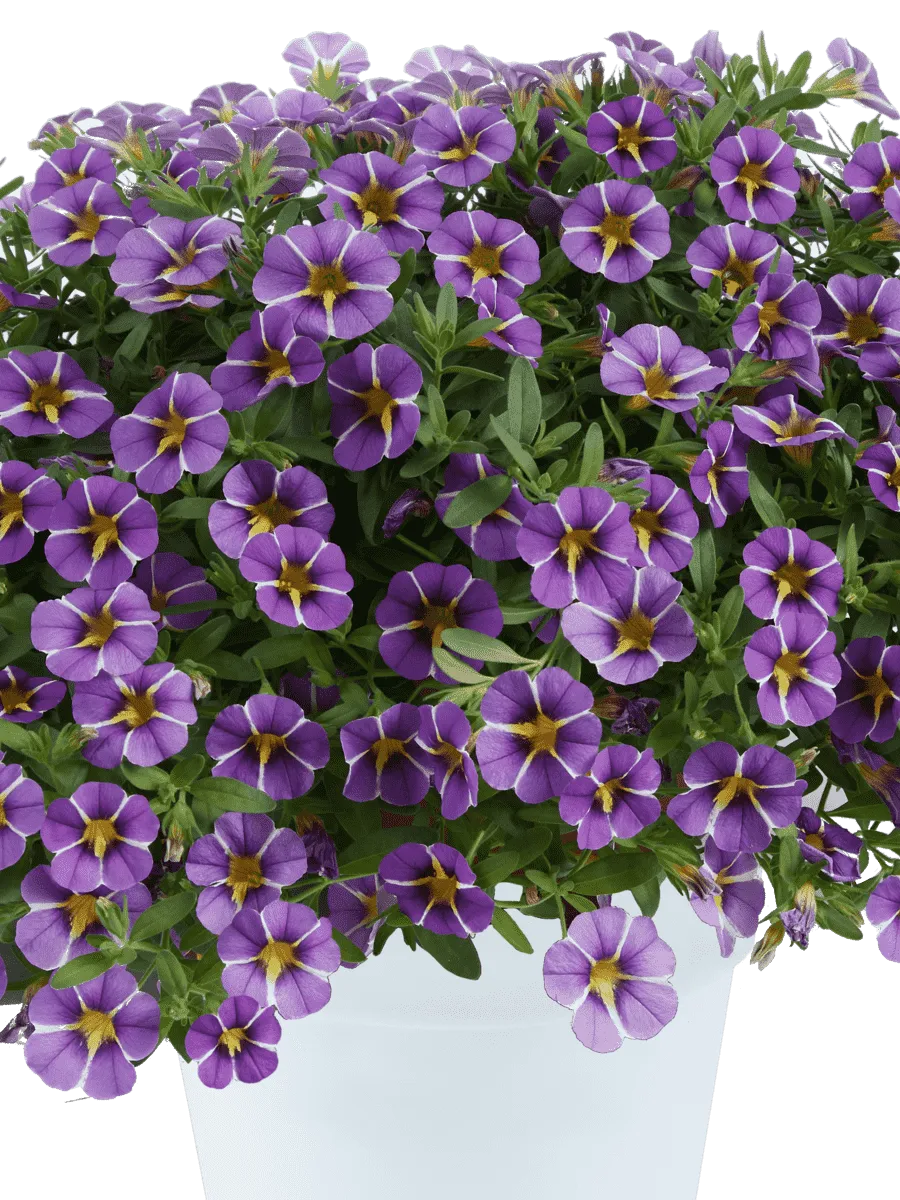 Калибрахоа Colibri Purple Bling