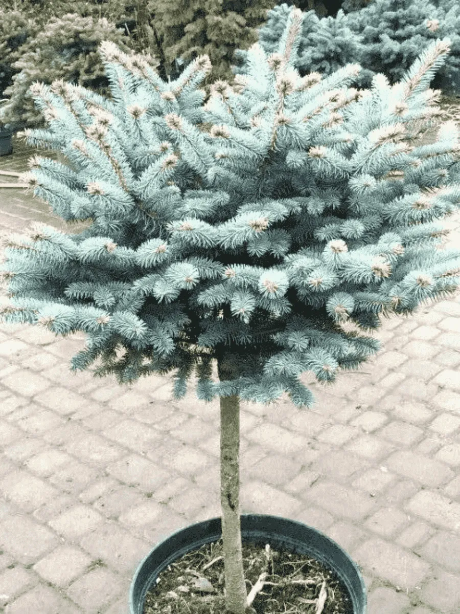 Ель колючая Szpaczek на штамбе 80-90 см Ель колючая Szpaczek на штамбе 80-90 см