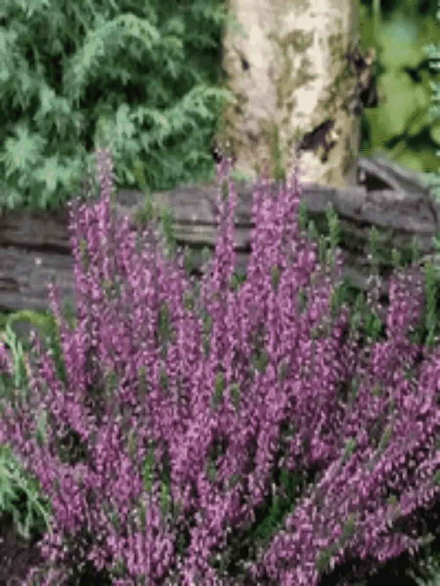 Вереск обыкновенный Laurentine