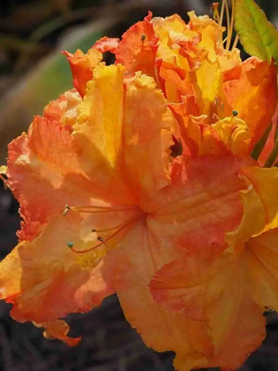 Азалия Nina-Lisa