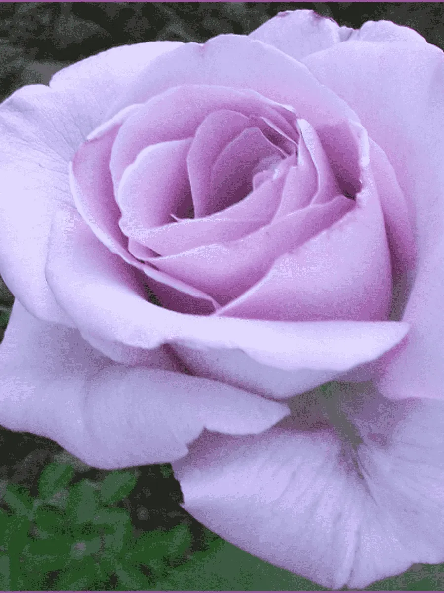 Роза Чайно-гибридная Blue Nile