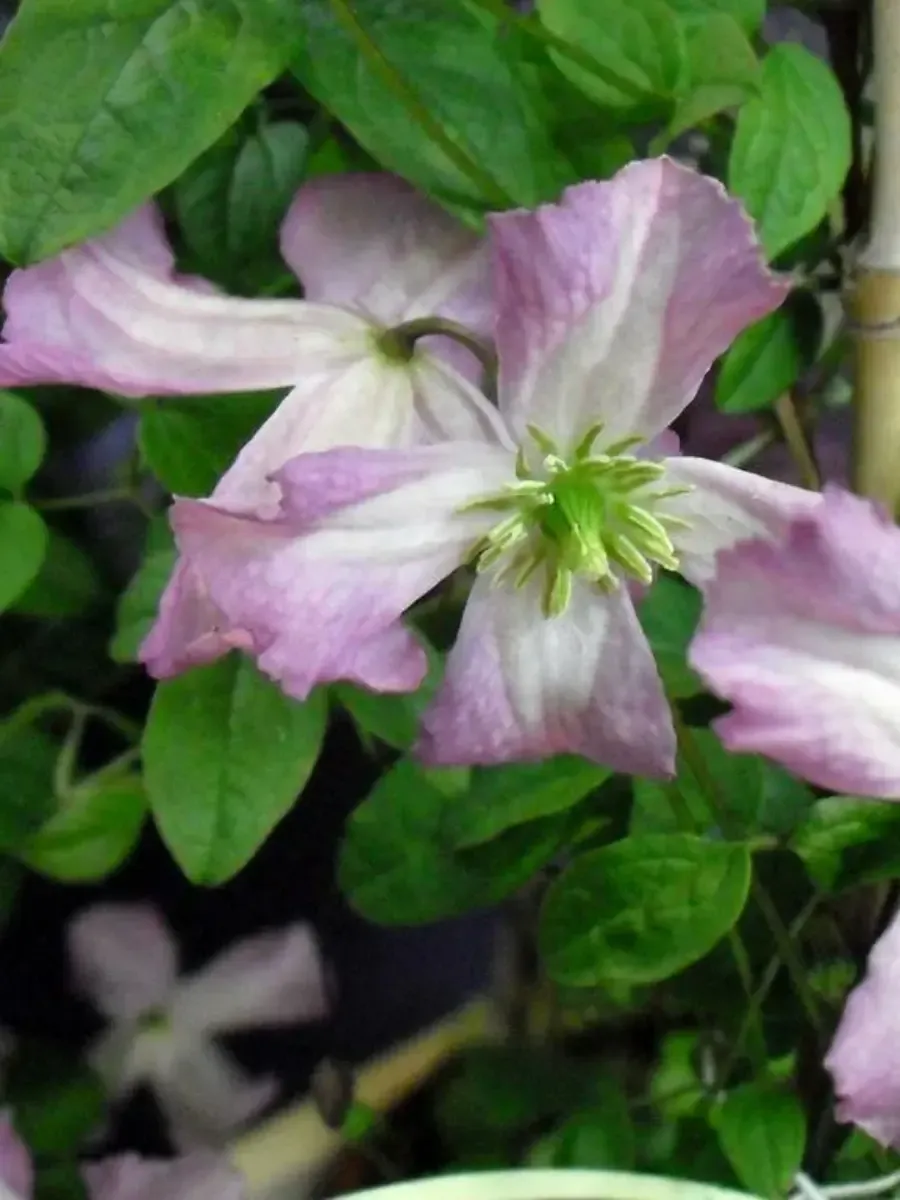 Клематис гибридный Oberek