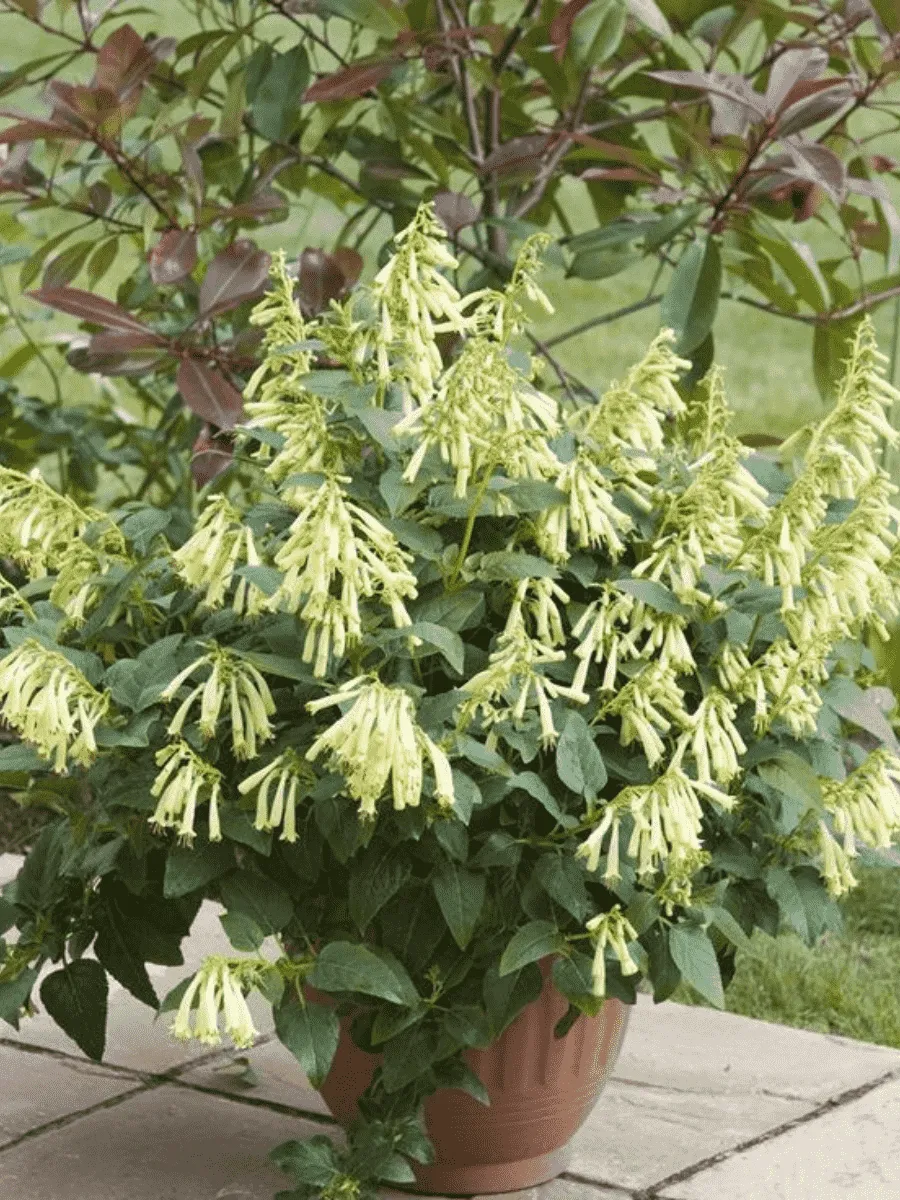 Фигелиус Фигелиус