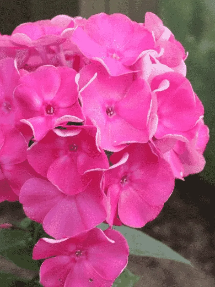 Флокс метельчатый Жюль Сандо