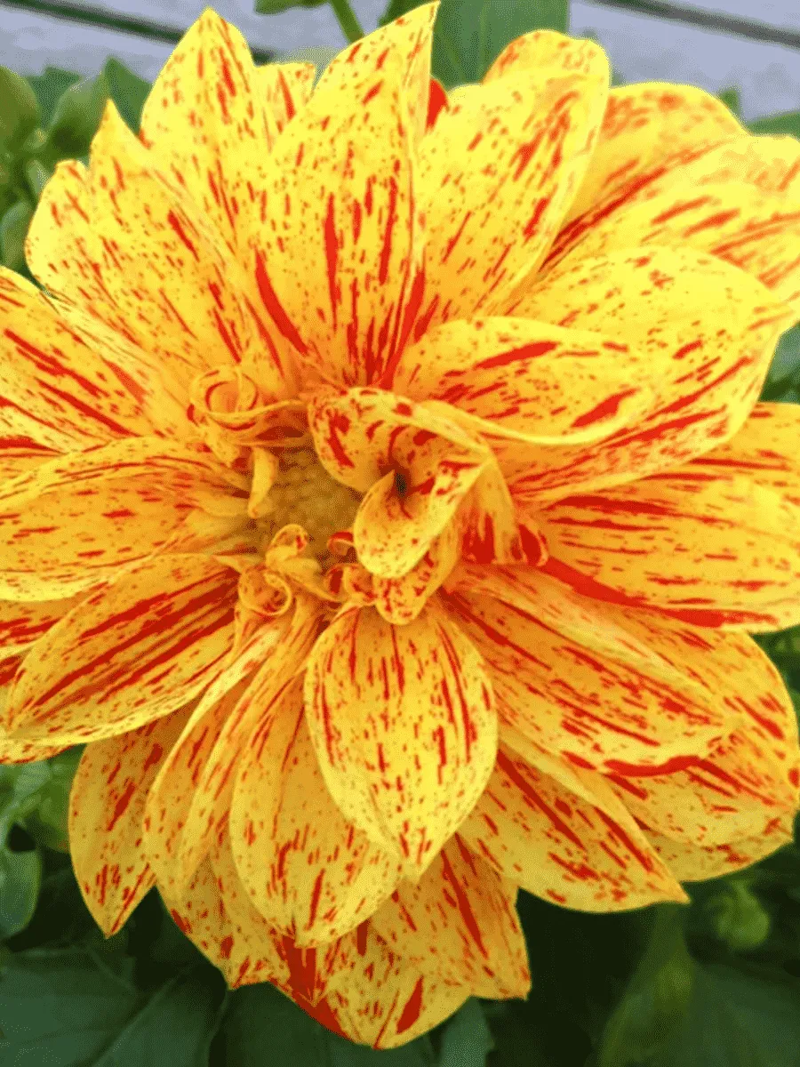 Георгин Dahlietta Select Kelly