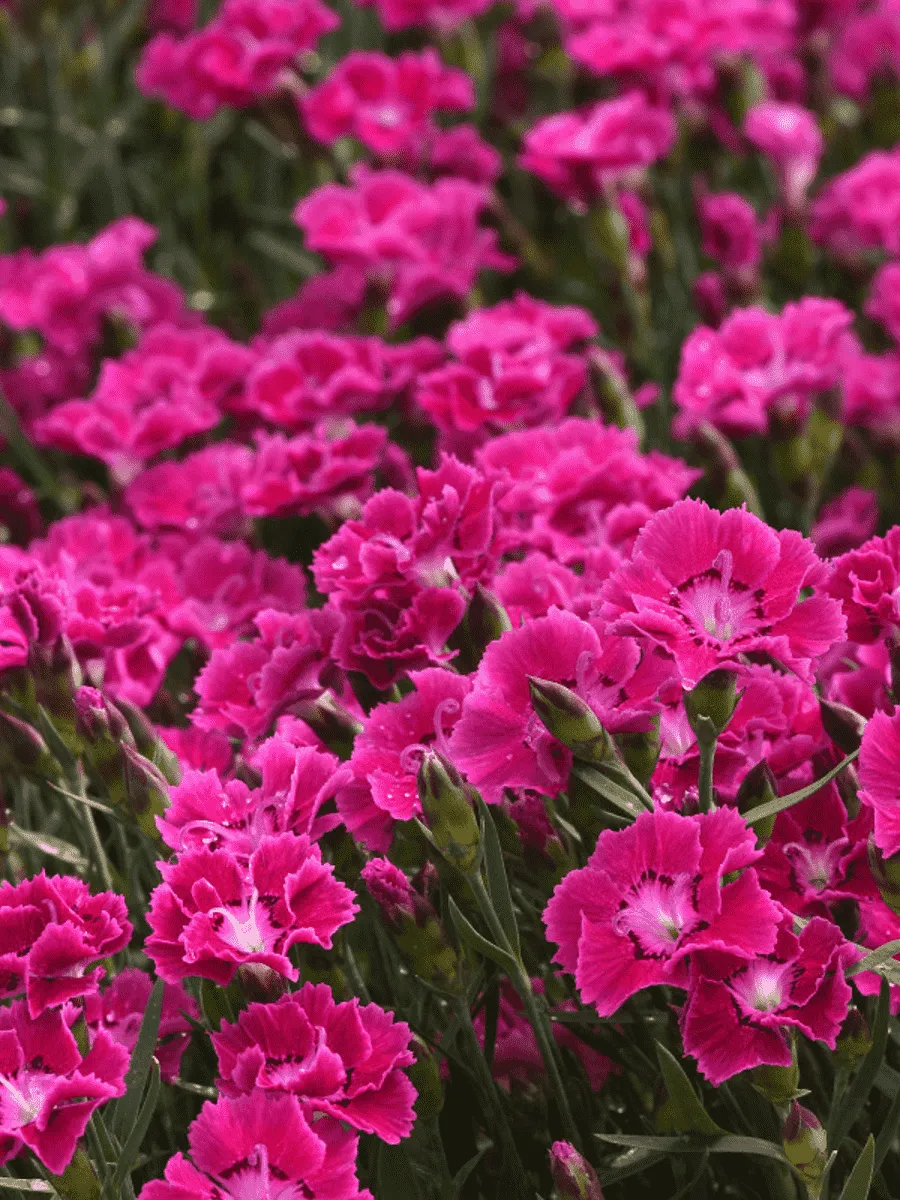 Гвоздика садовая Mountain Frost Collection Rose Bouquet Гвоздика садовая Mountain Frost Collection Rose Bouquet