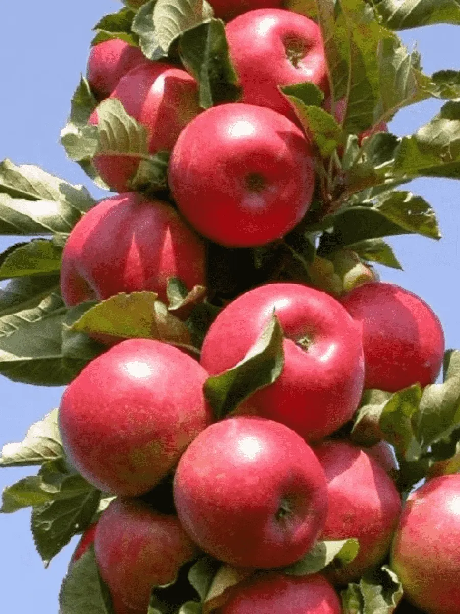 Яблоня Колоновидная Московское ожерелье Яблоня Колоновидная Московское ожерелье