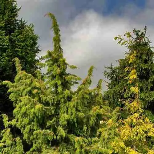 Можжевельник обыкновенный Kalebab Можжевельник обыкновенный Kalebab