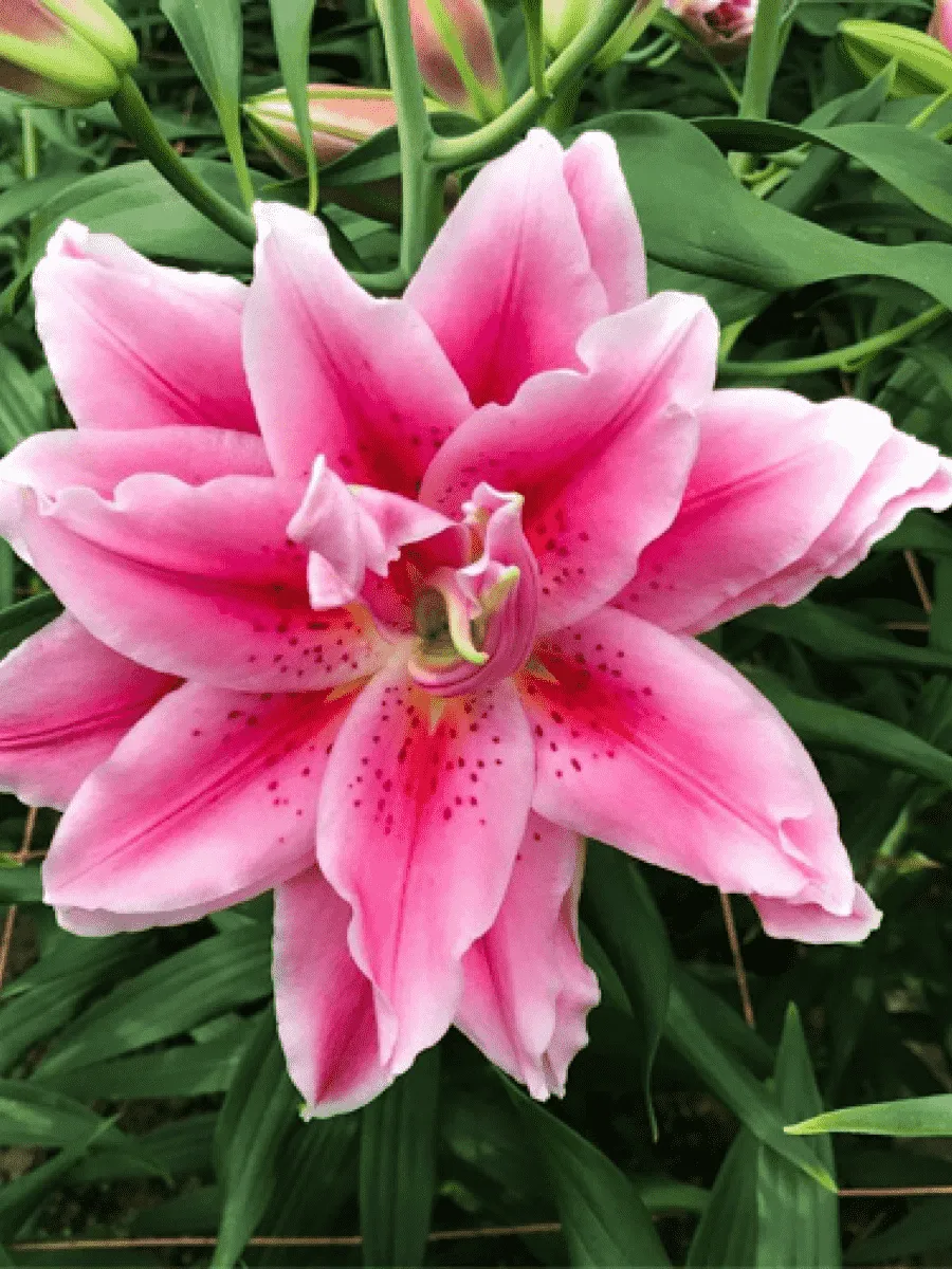 Лилия Roselily Ciara