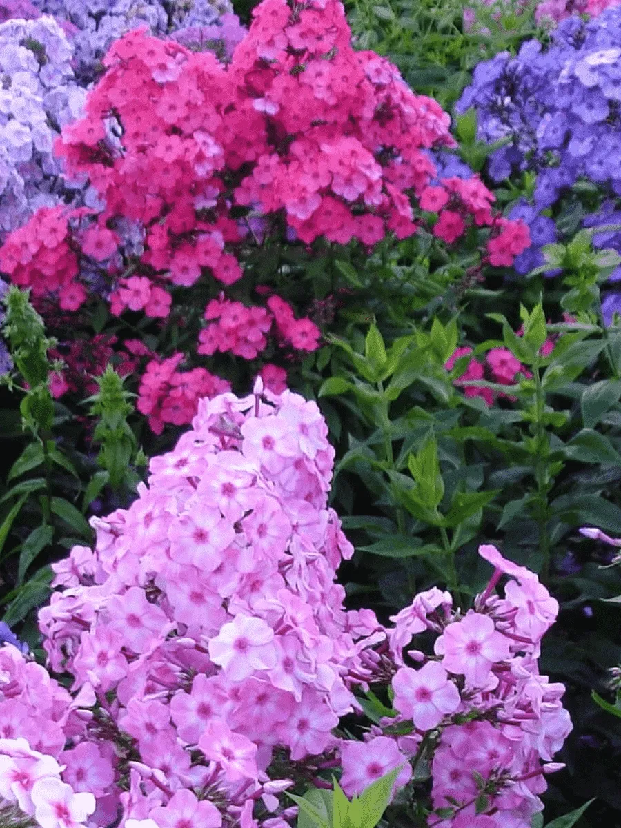 Флокс Флокс