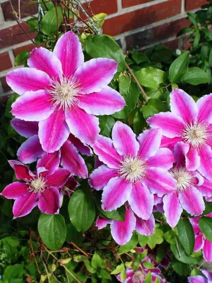 Клематис гибридный Doctor Ruppel