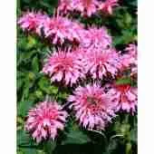 Монарда двойчатая Balmy Pink Монарда двойчатая Balmy Pink