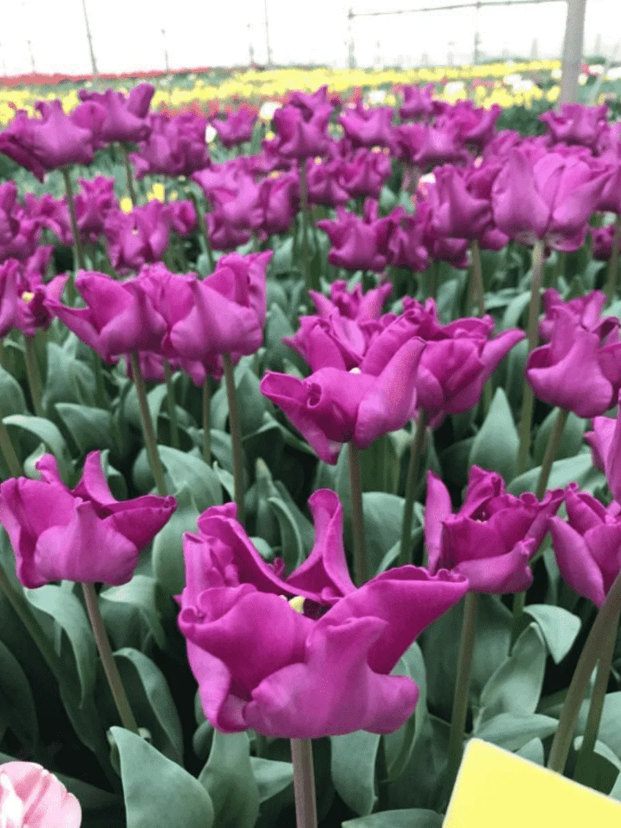 Тюльпан Crown of Negrita