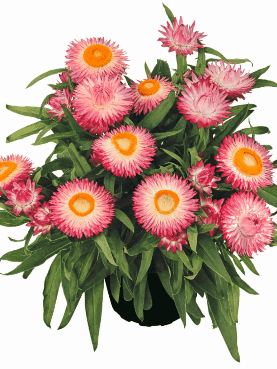 Брактеанта Crispy Pink Брактеанта Crispy Pink