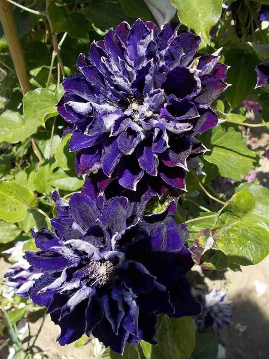 Клематис Shin-Shigyoku