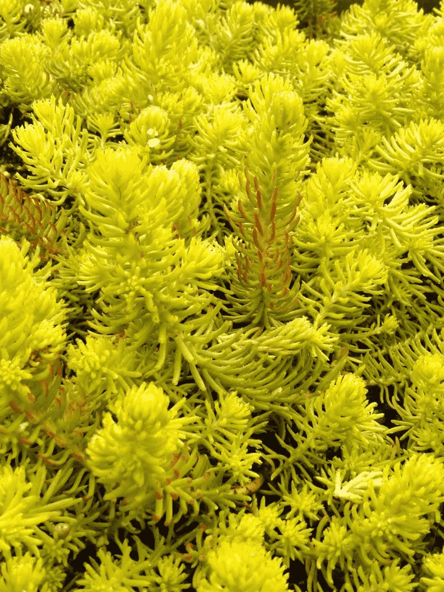 Очиток отогнутый Yellow Cushion