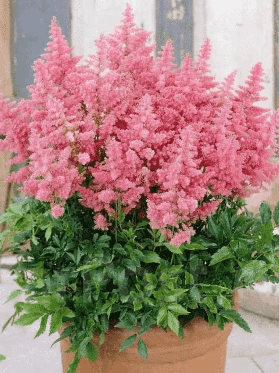 Астильба японская Country and Western Астильба японская Country and Western