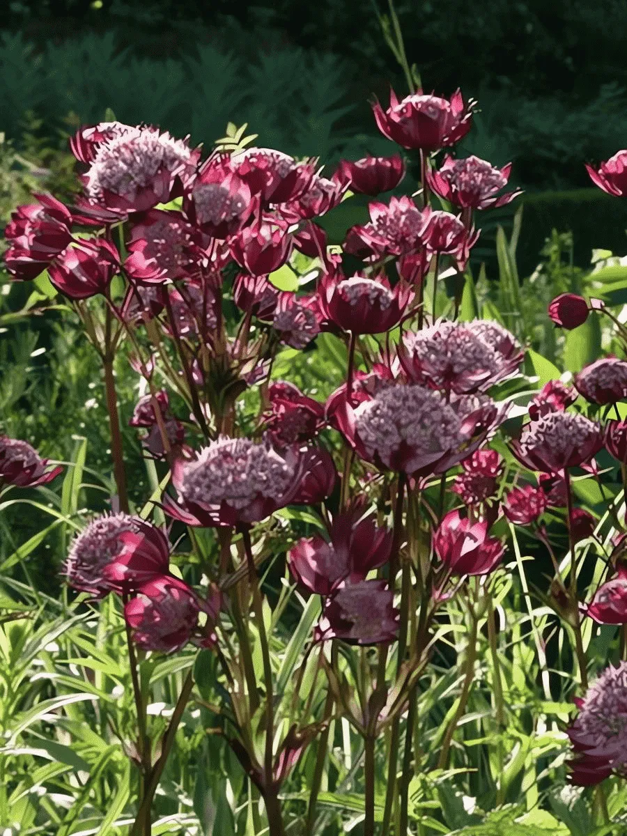 Астранция большая Hadspen blood