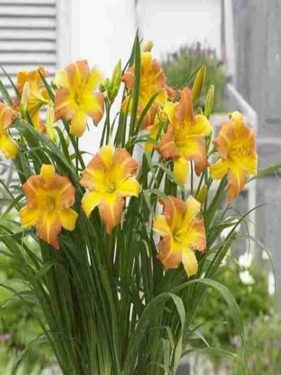 Лилейник EveryDaylily Punch Yellow
