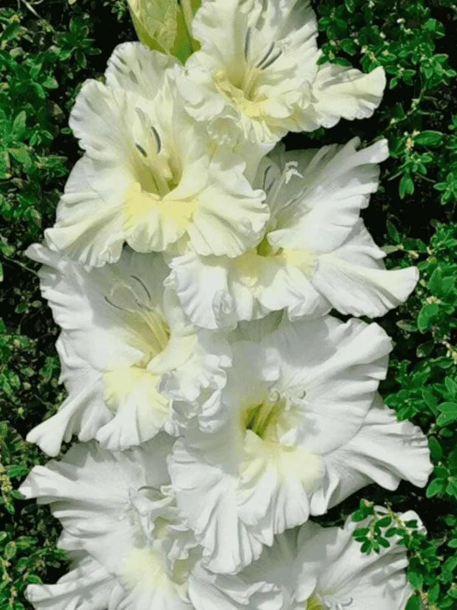 Гладиолус Мурманск