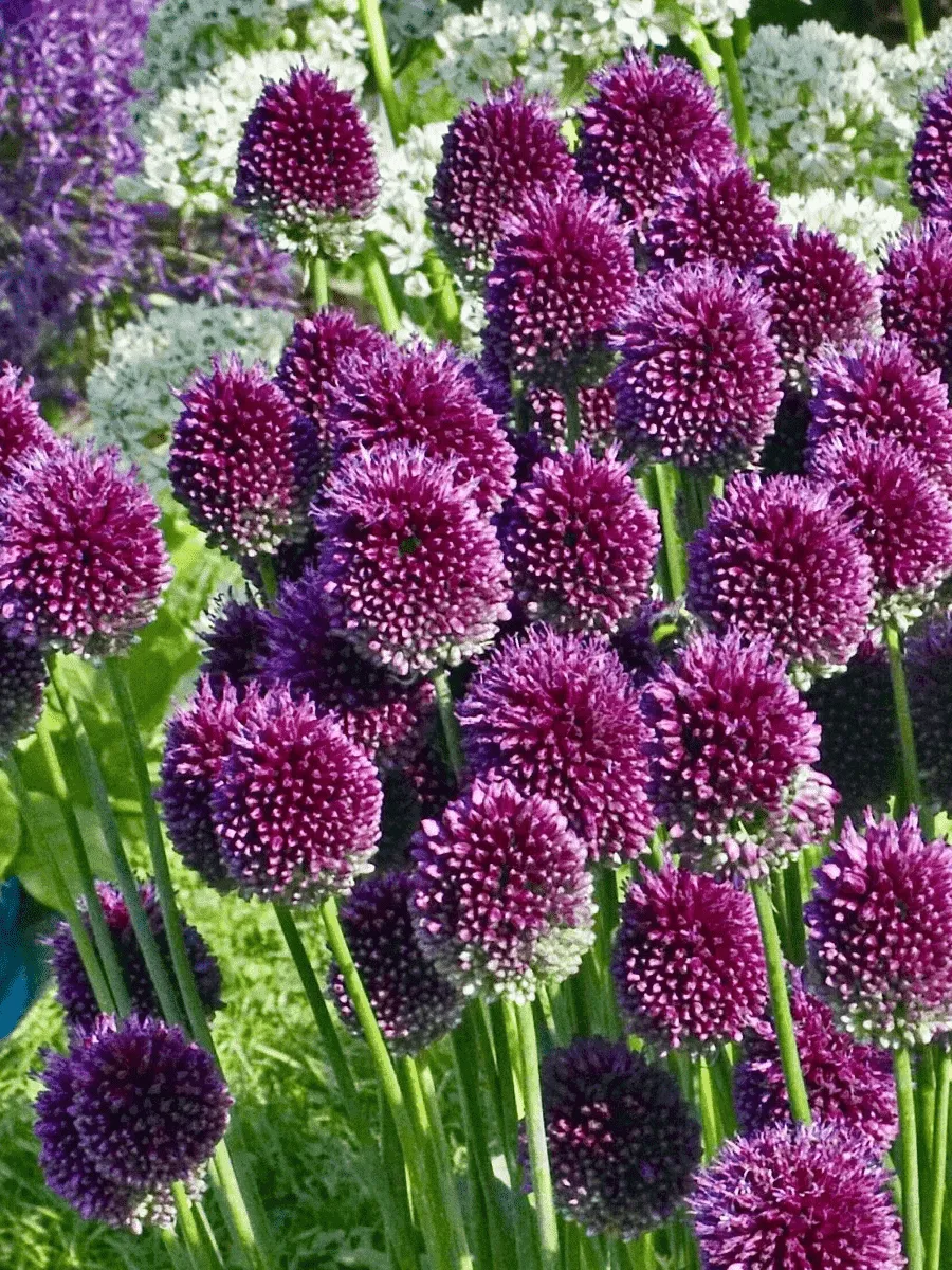 Лук декоративный Shpaerocephalon Лук декоративный Shpaerocephalon