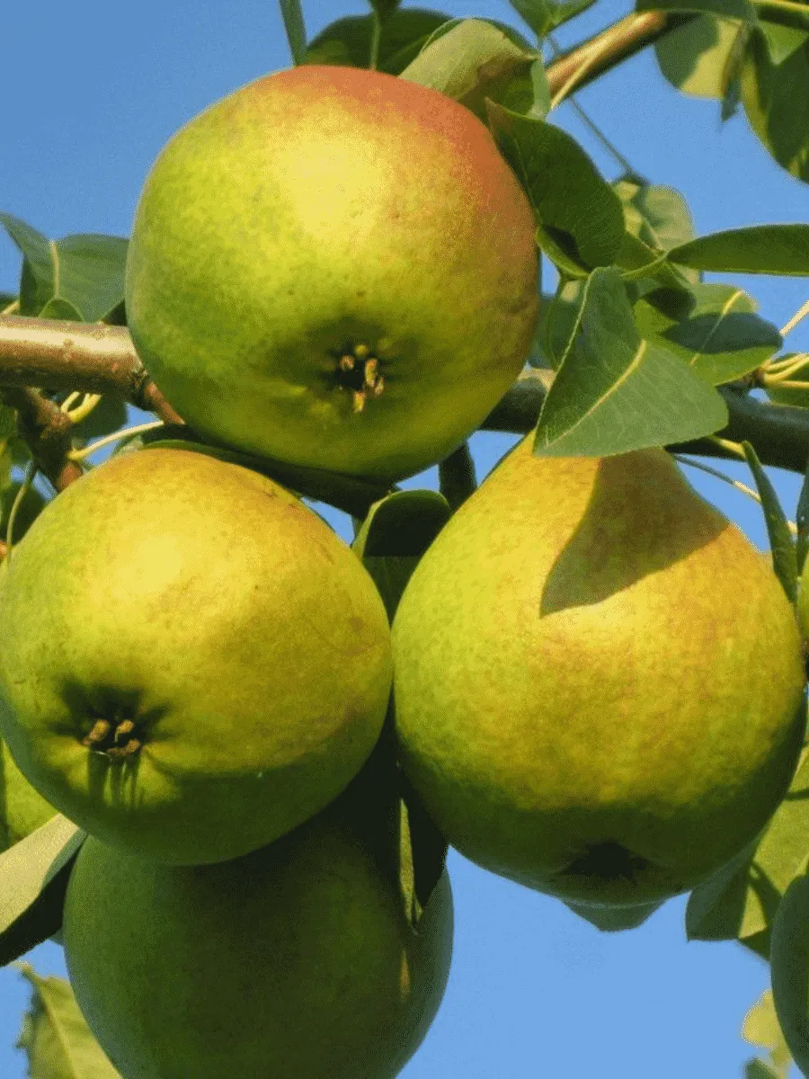 Груша Любимица Яковлева Груша Любимица Яковлева