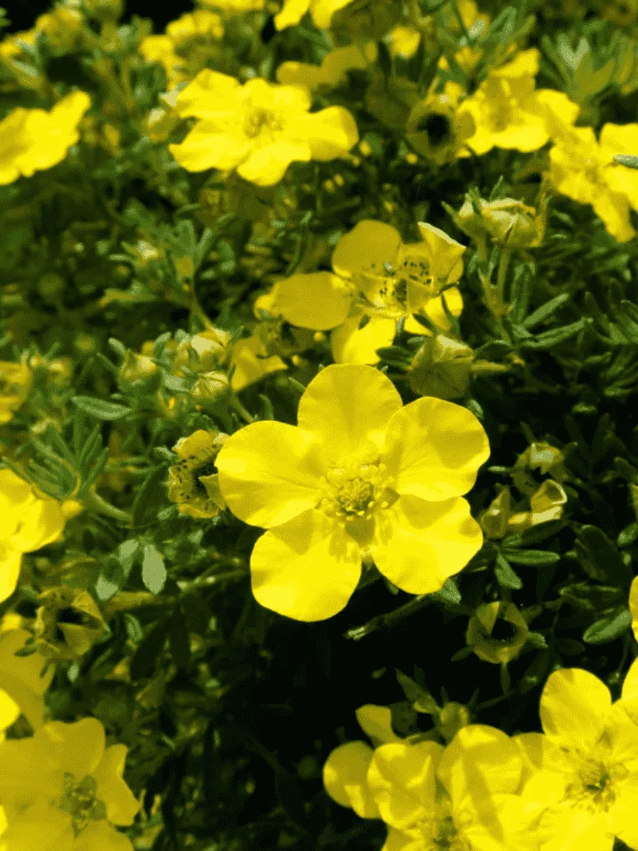 Лапчатка кустарниковая Goldstar