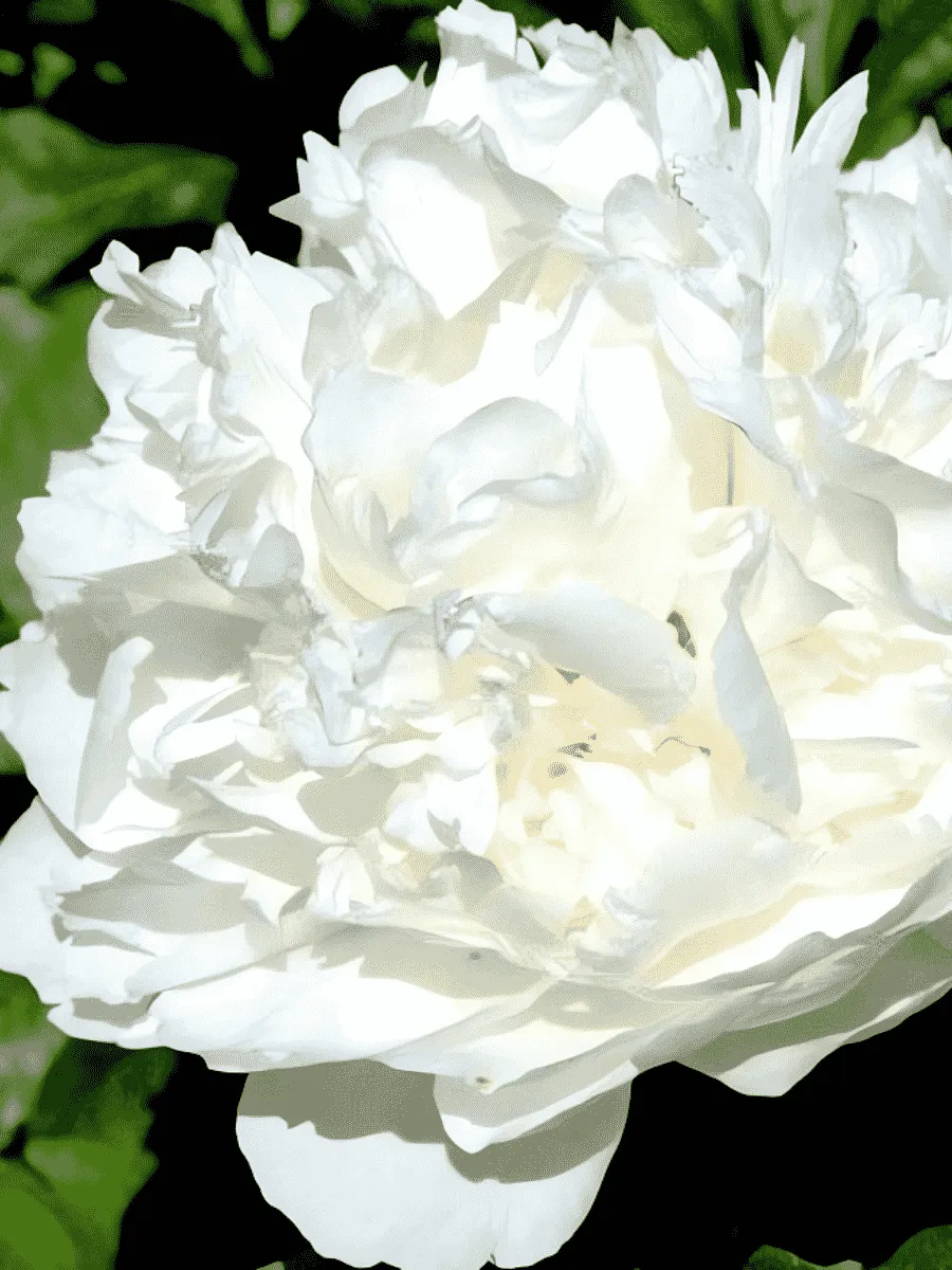 Пион Молочноцветковый Single White