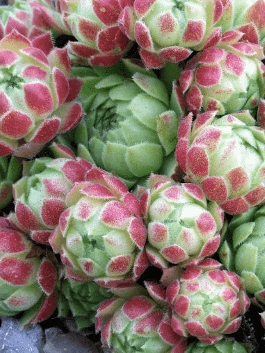 Молодило гибридное Edward balls