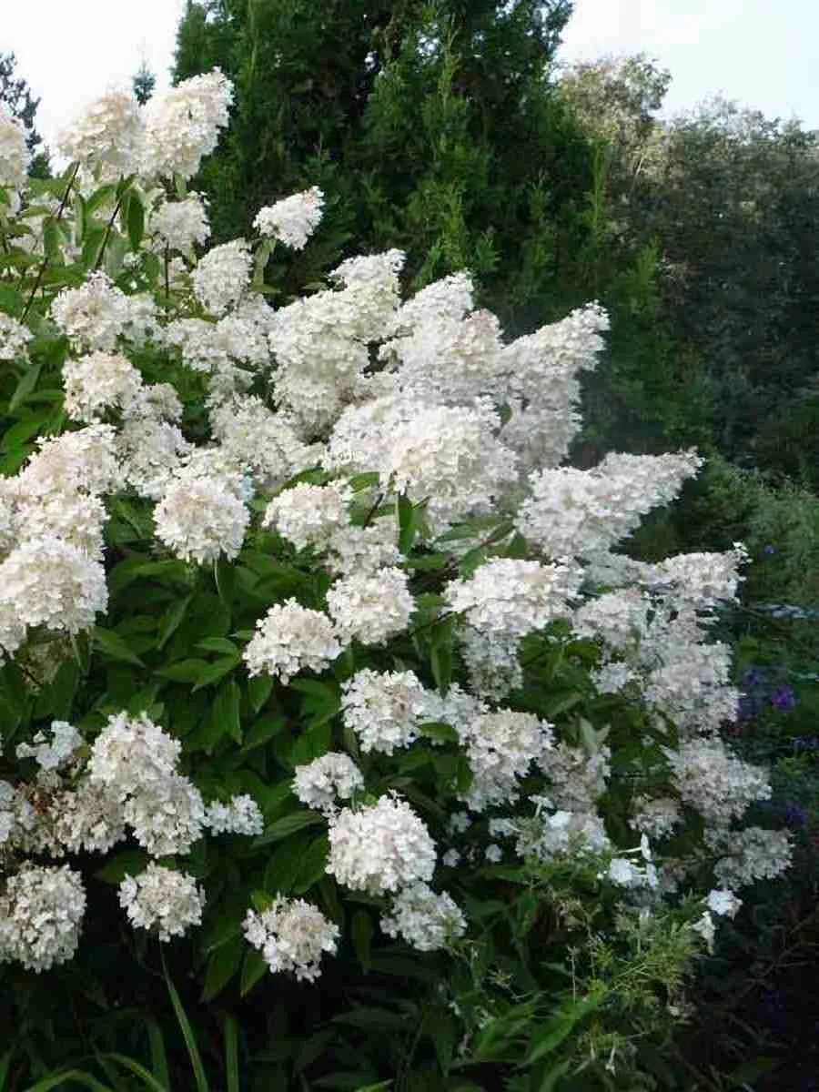 Гортензия метельчатая Grandiflora