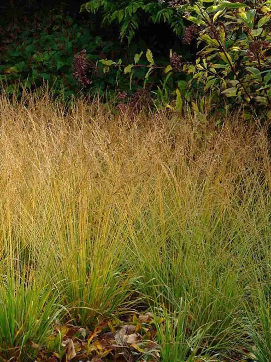 Молиния тростниковая Windsaule