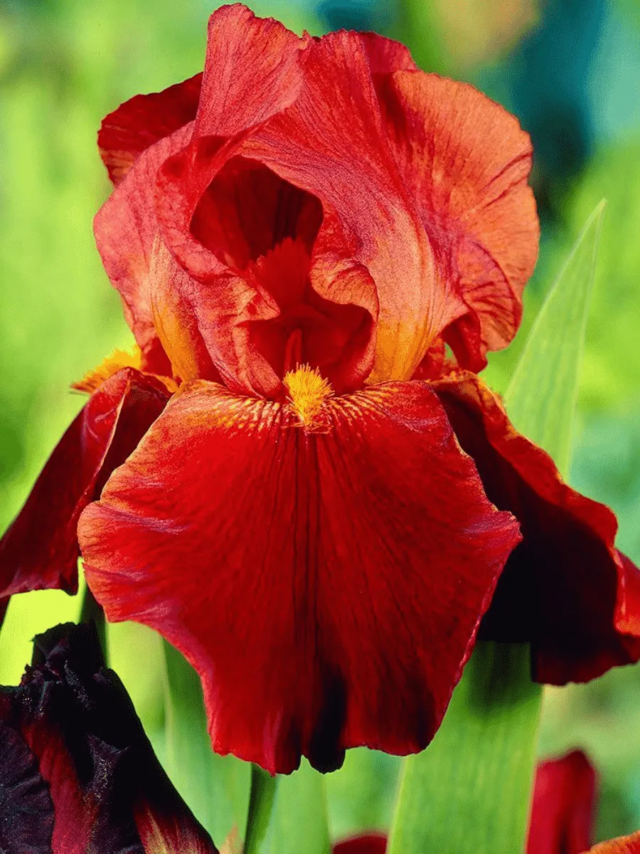 Ирис германский Sultan's Palace