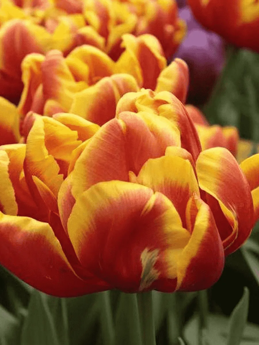 Тюльпан Махровый Cilesta