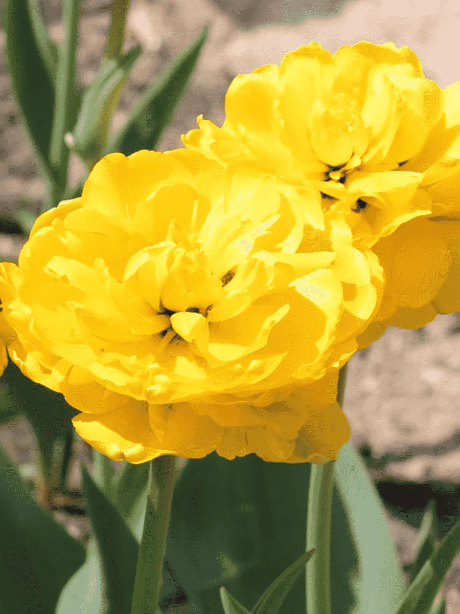 Тюльпан Yellow Pomponette