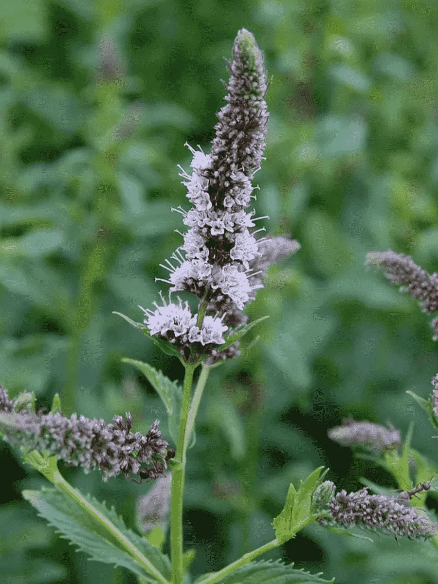 Мята длиннолистная Silver Form