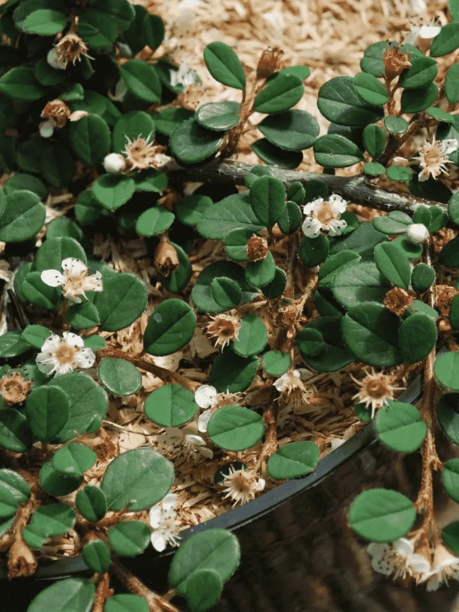 Кизильник лежачий Queen of Carpets