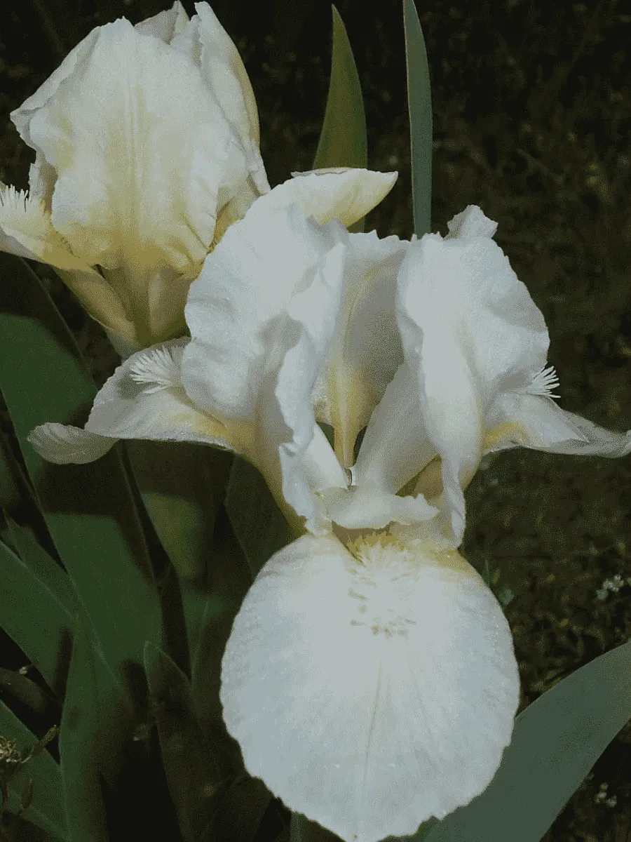 Ирис карликовый Liliy White