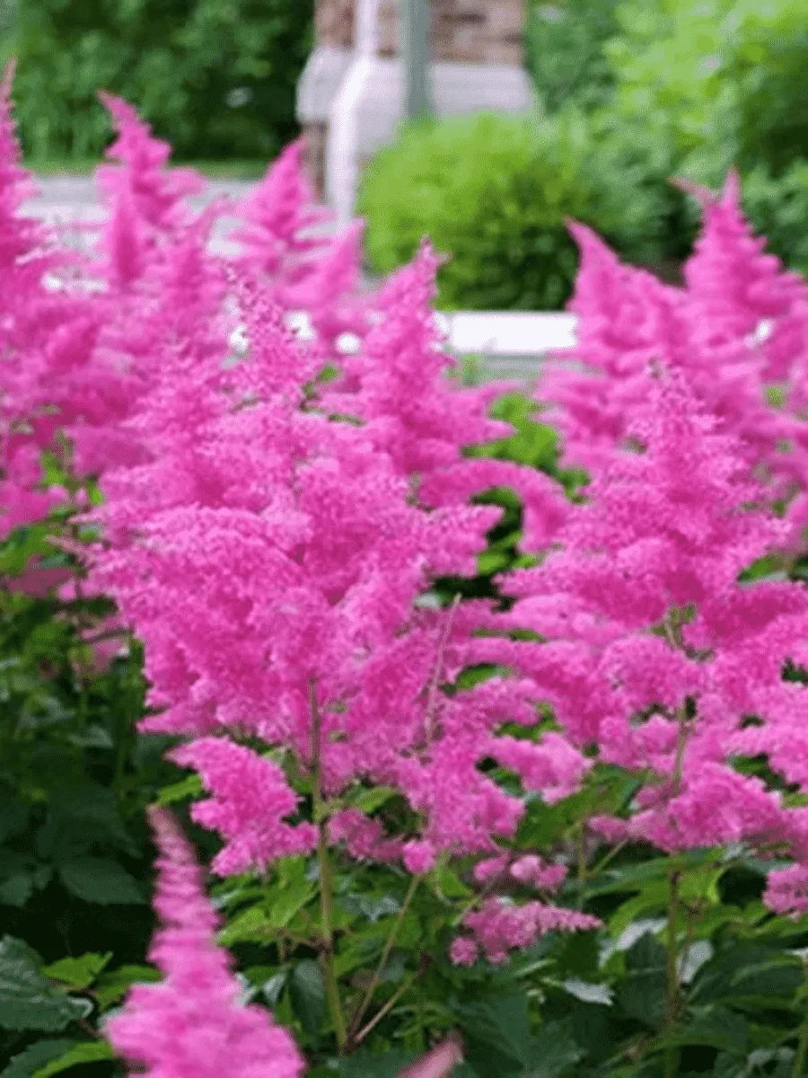 Астильба японская Rhytm and Blues Астильба японская Rhytm and Blues