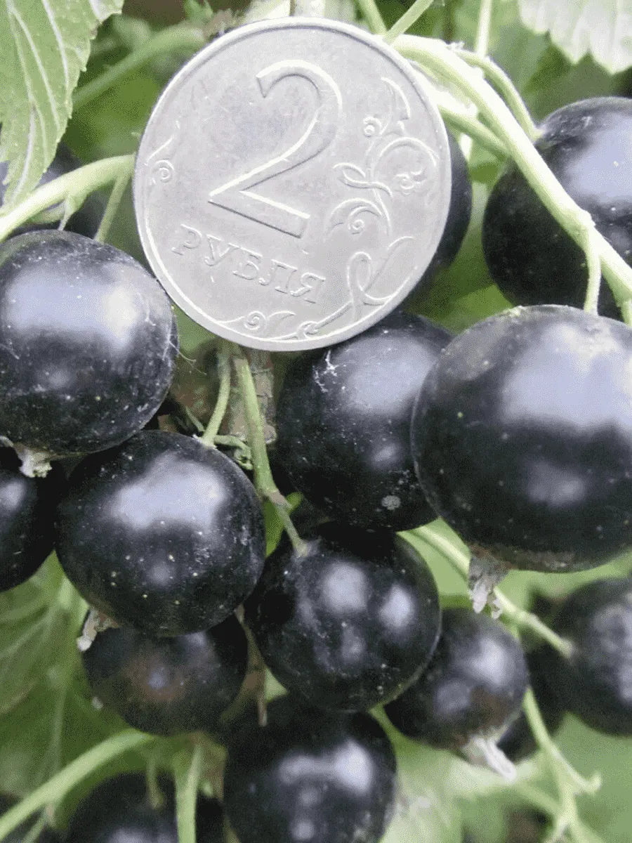 Смородина черная Ядреная Смородина черная Ядреная