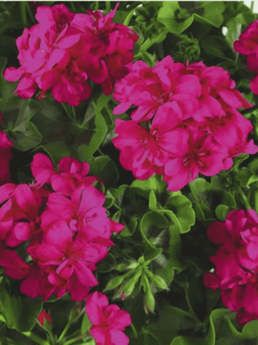 Пеларгония плющелистная Toscana Big5 Neon Pink Пеларгония плющелистная Toscana Big5 Neon Pink