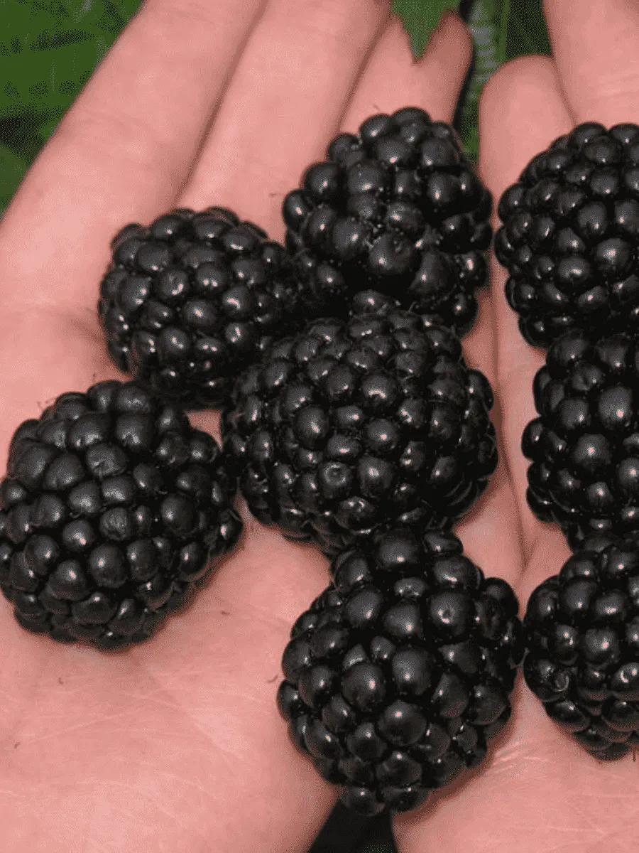 Ежевика садовая Jumbo Ежевика садовая Jumbo