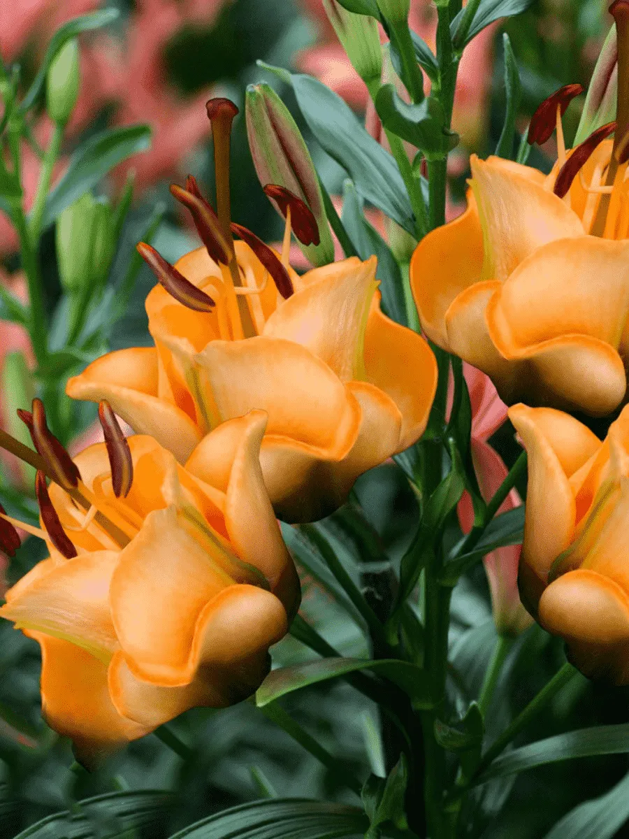 Лилия Apricot Fudge